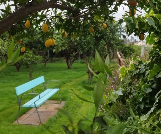 Banco turquesa en el jardín, bajo los naranjos cargados de fruta